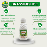 BRASINOLIDE 100ml-TS
