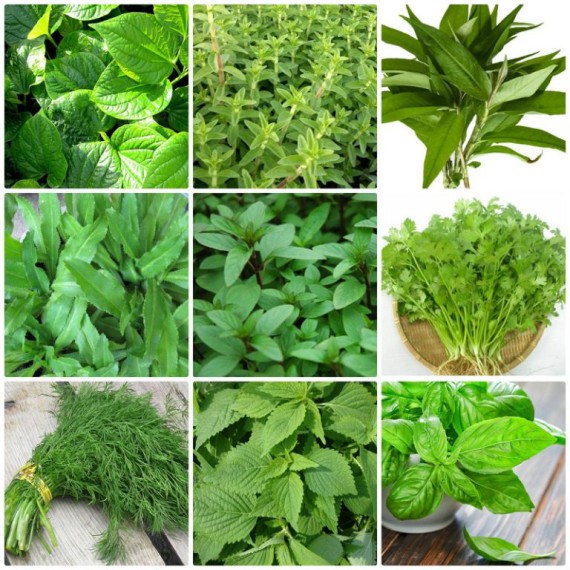 Tháng 9 - 10 Trồng Rau Củ Gì Dễ Lên, Nhanh Thu Hoạch