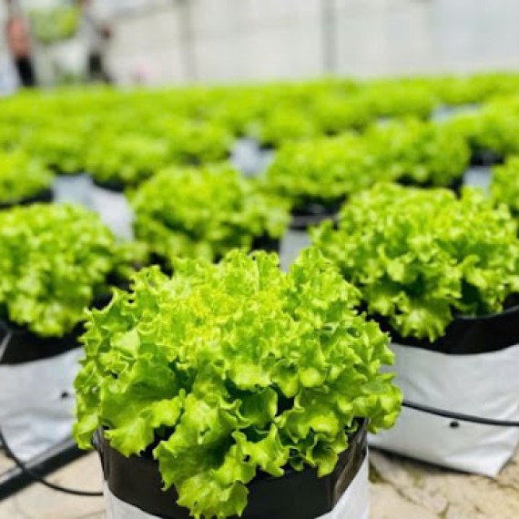 Điểm danh 8 loại rau sạch dễ trồng tại nhà